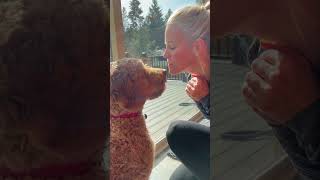 Gentle dog trick!  #dog #playful #goldendoodle #puppy #training #tricks