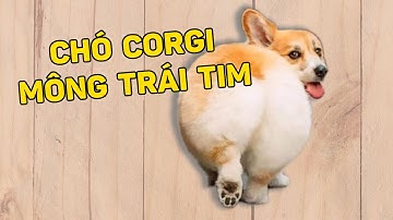 Chó Corgi Mông Trái Tim | Chú Chó Lùn Đáng Yêu Nhất Thế Giới