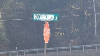 Mockingbird Ln | Full Road Walkthrough