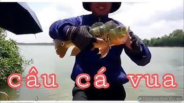 Tổng họp những pha lên cá hoàng đế hồ trị an