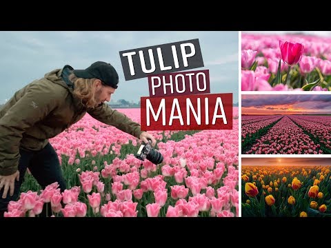 Best Tulip Photos In Amsterdam  - Moments In Time Ep 8