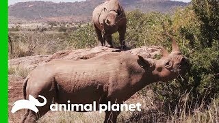 Bobby the Rhino Poops to Communicate With His Species | Evan Goes Wild: Passion and Purpose