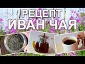 РЕЦЕПТ Иван Чая | СБОР и ФЕРМЕНТАЦИЯ