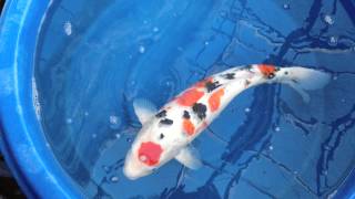 Koi No Yohei No1 Maruten Sanke