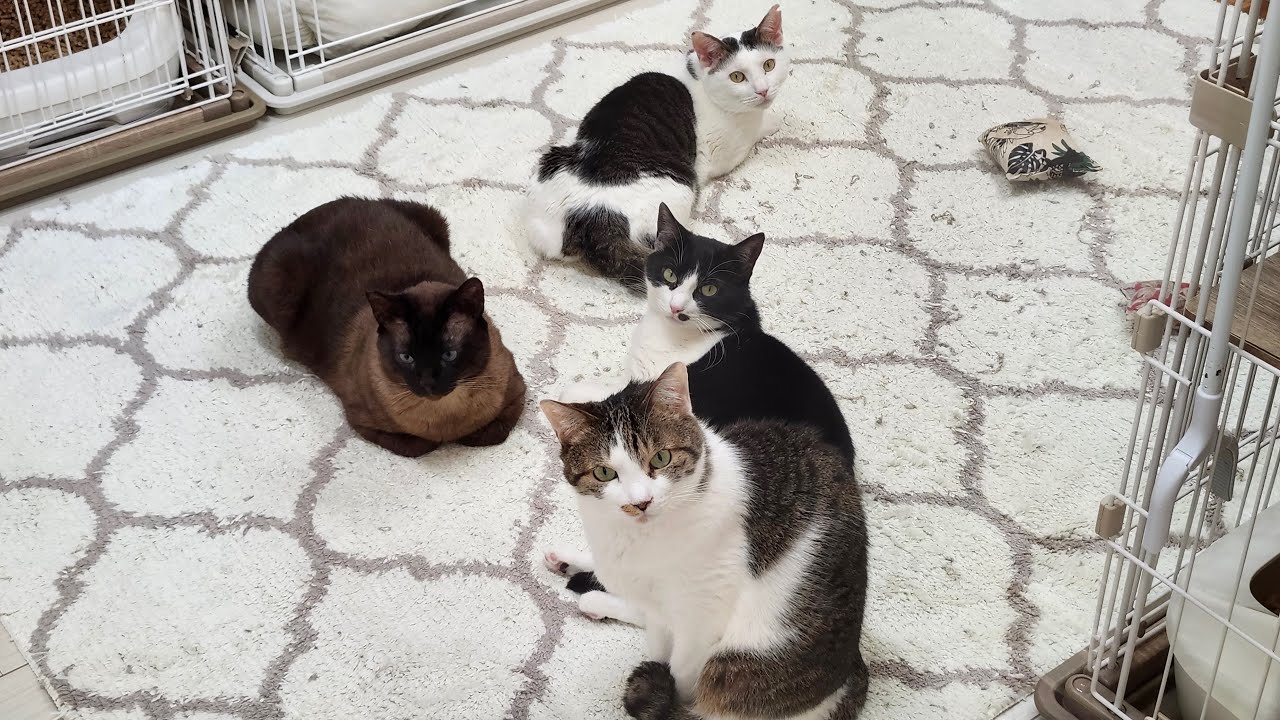 Cats on Saturday, March 14th [Collaboration stream with Neko Cafe