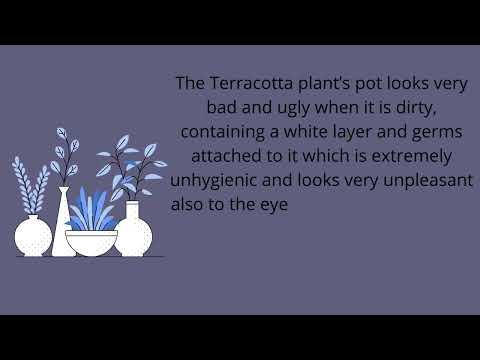 How To Clean Large Terracotta Pots ?