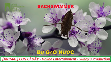 ANIMAL | CON GÌ ĐÂY - BỌ GẠO NƯỚC - BACKSWIMMER - Online Entertainment - Sunny