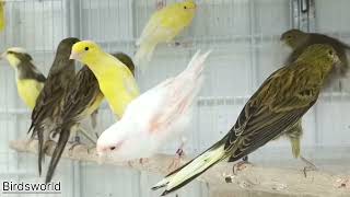 New Mixed canaries watch and enjoy friends#birds #canary #spain #hosok #finches