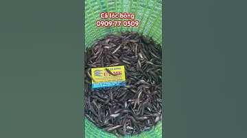 Cá lóc bông giống 0909 77 0509 #trại_cá_giống_út_me #cá_giống #fish #cá #fishing #mientay