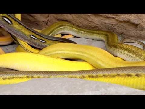 Heavy Metal Reticulated Morph Titanium Update!