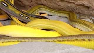 Celebrity Heavy Metal Reticulated Morph Titanium Update! Profile