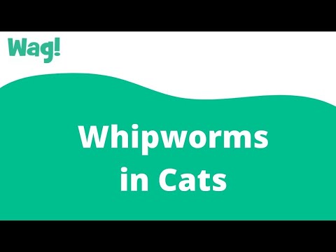 Vídeo: Whipworms En Gats