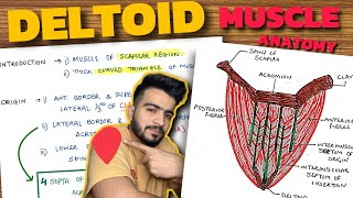 Deltoid Muscle Anatomy | Upper Limb Anatomy