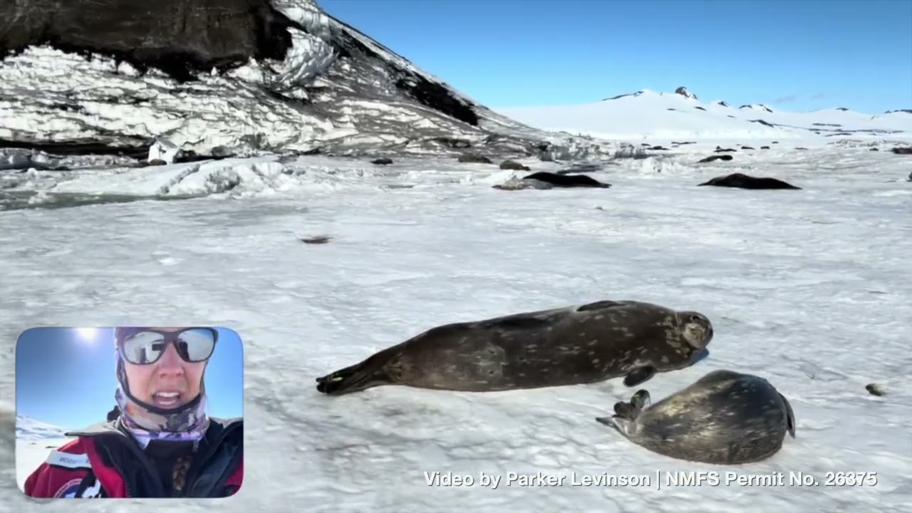 Weddell Seal Surveys With PhD Student Parker Levinson
