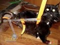 Коляска для кошки своими руками  Wheelchair for a cat with his own hands