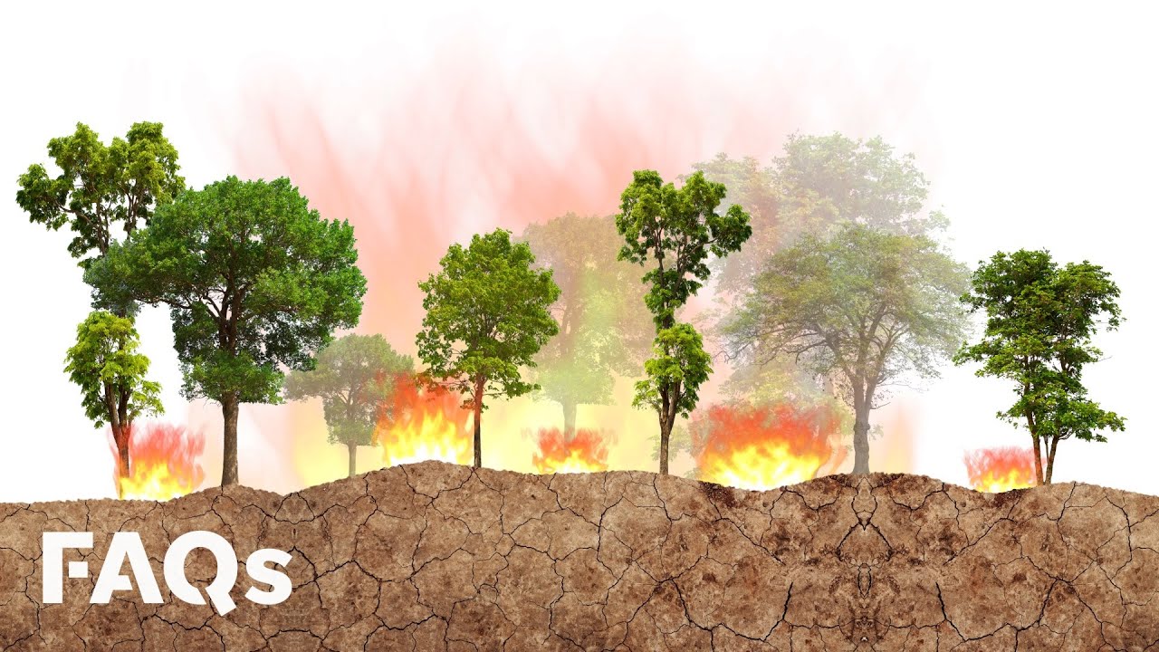 Do Controlled Burns Prevent Wildfires?