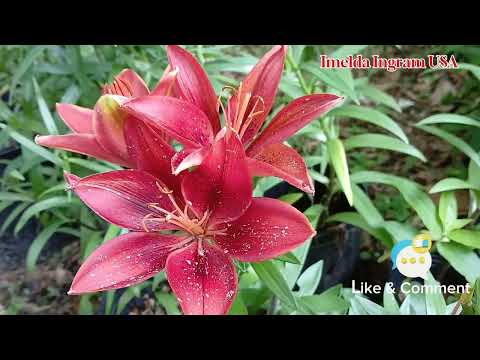 LILY IMELDA - DEMI TUHAN AKU MENCINTAIMU.