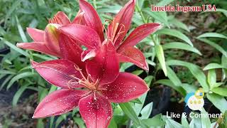 Red Mini Asiatic Lily!/ Imelda Ingram USA