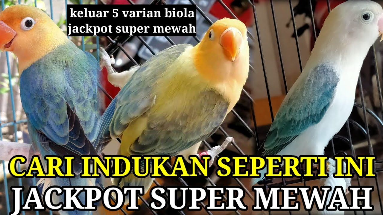 REKOMENDASI INDUKAN LOVEBIRD BIOLA KELUAR JACKPOT SUPER MEWAH
