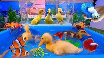 Tổng hợp các video cá cảnh đẹp, động vật dễ thương, con vịt, cá betta, cá rồng, cá sấu, cá trê