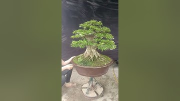 Trực Búp Măng Đế Đẹp (0903878454)