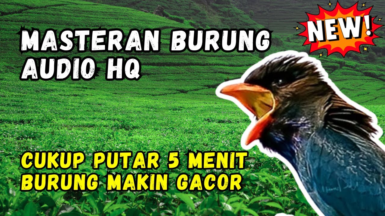 Masteran Burung Audio HQ Cukup Putar 5 Menit Burung Makin Gacor