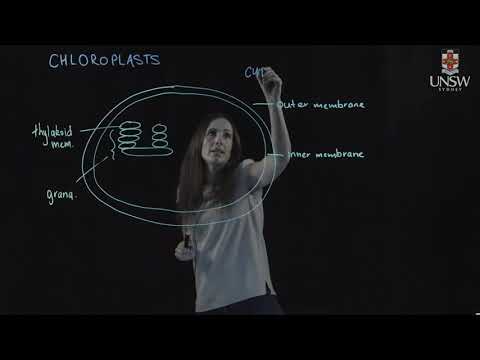 Video: Differenza Tra Thylakoid E Stroma