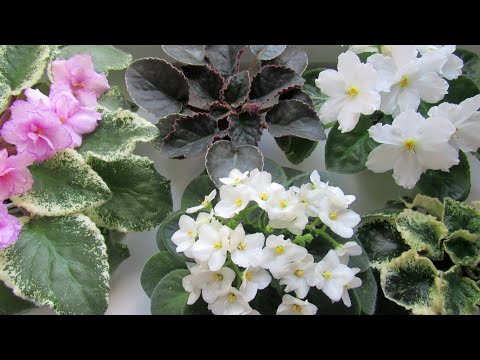 Video: Reflektimet vjollce të pranverës: përshkrimi i fotografisë dhe varietetit