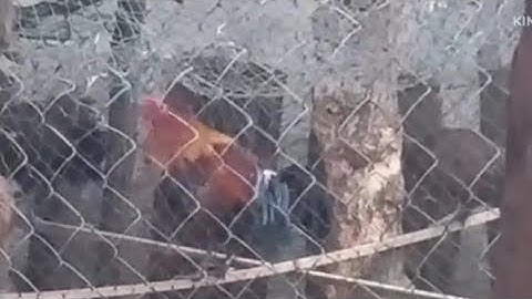 qaib qus f2  02054447366