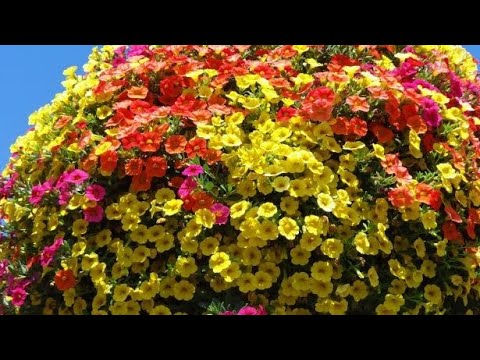 Video: Informacija o plavoj verbeni - Njega divljih cvjetova plave verbene