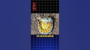 Rết mẹ đáng thương trở thành bữa ăn cho con #animals #thegioidongvat