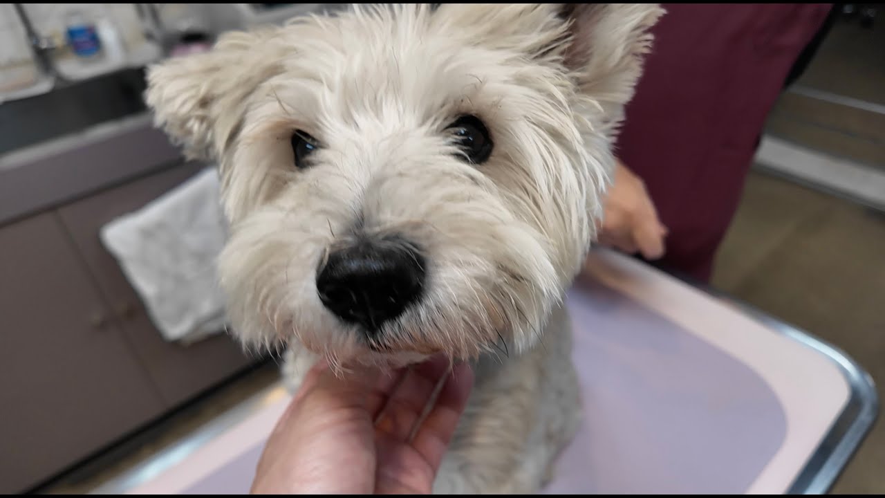 ミニチュアシュナウザーモク物語🐶 第２２６話体調不良とモクメンテ🐶