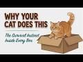 Why Cats Love Small Boxes The Survival Instinct Inside Every Cardboard Fort