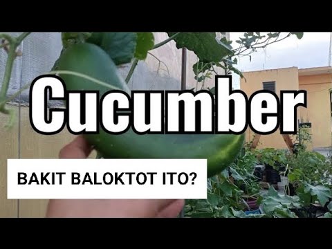 Video: Mga Dahilan Para sa mga Deformed Cucumber