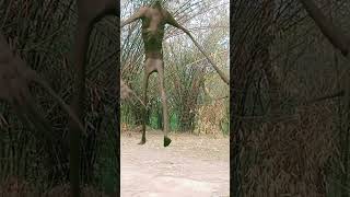 T-Rex Siren Head Part-3 Juric L Dinosaur