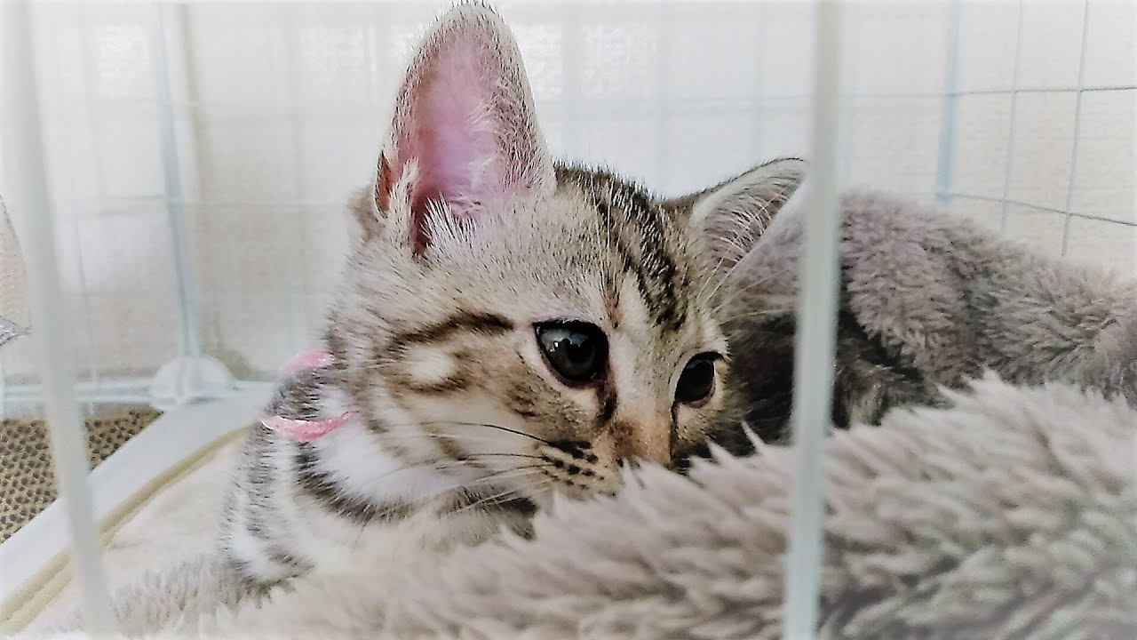 3.首に巻いてたピンクリボンを取りました／I took off the pink ribbon