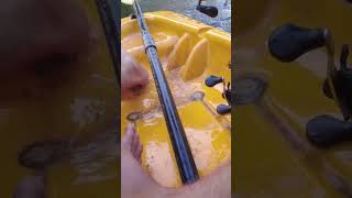 Monster Catfish Vs Tiny Rod Fish