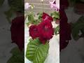 Streptocarpus DS-3167 #streptocarpus