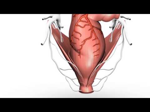 Video: Kāda Ir Vēža Vīrieša Un Vēža Sievietes Saderība