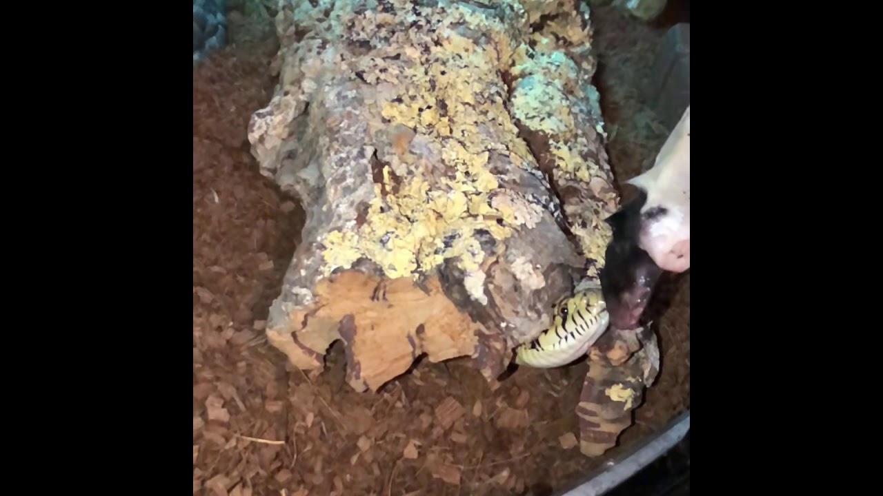 Feeding snakes in slow motion - YouTube