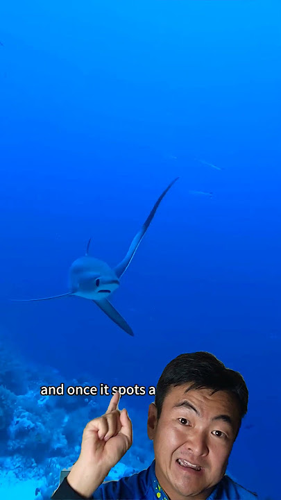 Shark that Hunts with its Tail