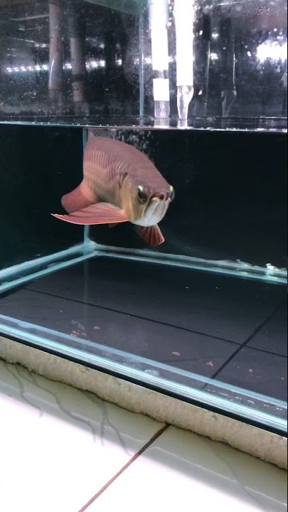 Arowana golden red hb #arowanakeepers #arwanasuperred #arwanagoldenred #arwanamerah