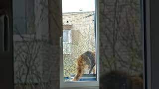 Кошка охотник, The cat is a hunter, Cat Hunter, 猫是猎人, 고양이는 사냥꾼이야, 猫はハンターです