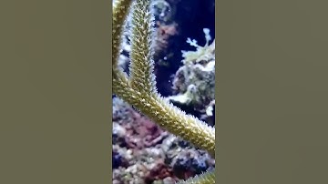 Coral Reef Tipping Point