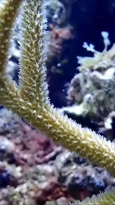 Coral Reef Tipping Point