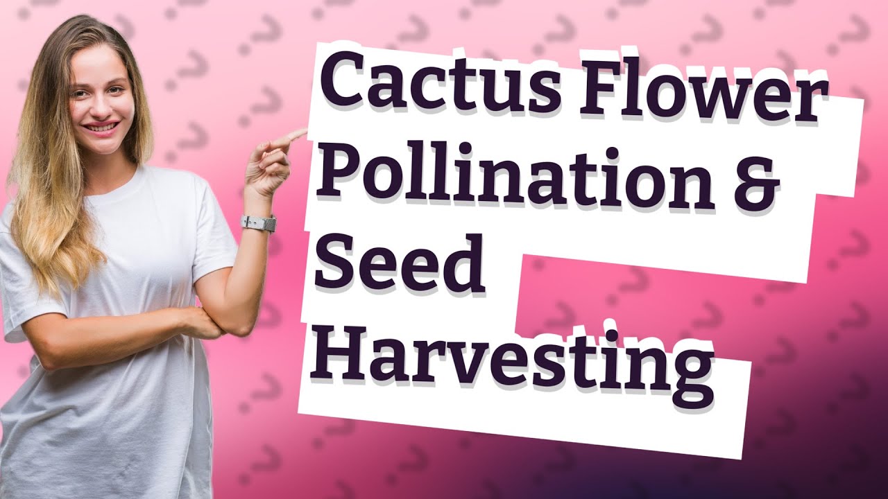 How Can I Successfully Pollinate Cactus Flowers and Harvest Seeds from