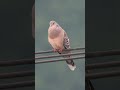 キジバトの鳴き声