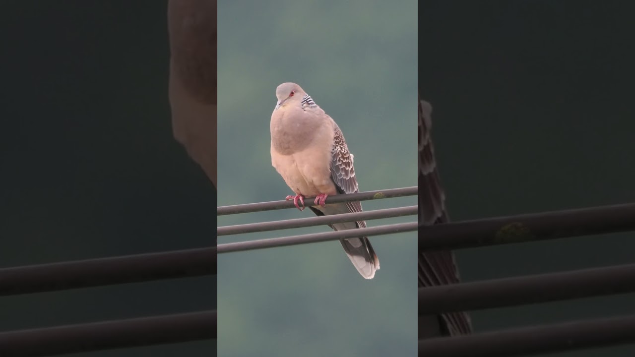 キジバトの鳴き声