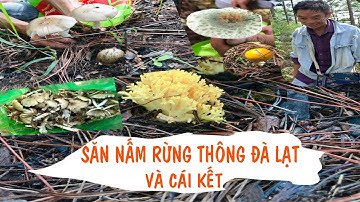 Theo Chân Cao Thủ Lên Rừng Hái Nấm Vô Tình Gặp Được Nấm Quý | Lang TV