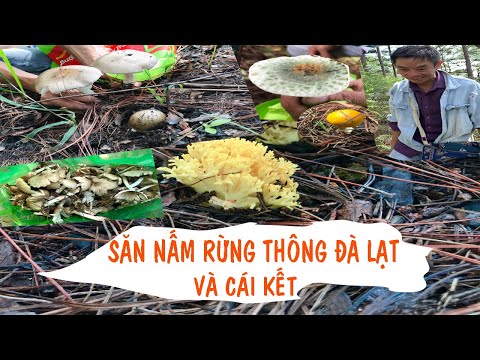 Video: Cách Hái Nấm Dại